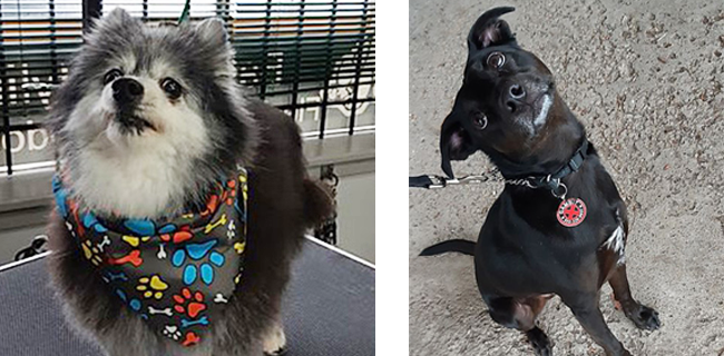 Happy 4 legged clients