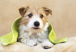 Small Dog Grooming Package