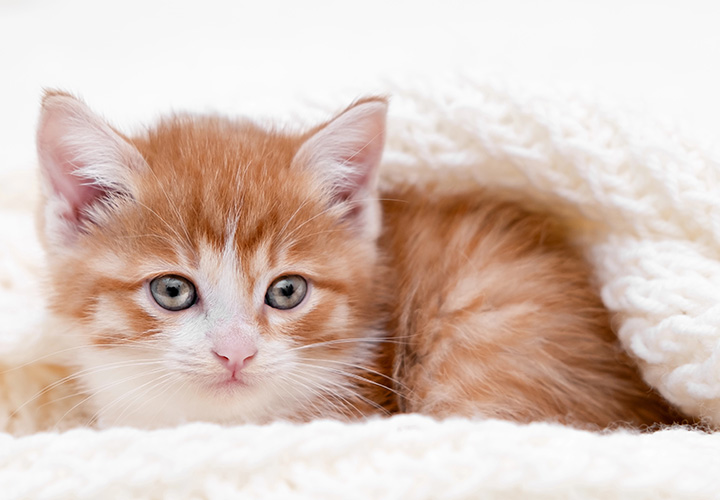 Cat Grooming Package