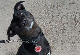 Medium Dog Grooming Package