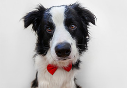 Large Dog Tidy Up Package